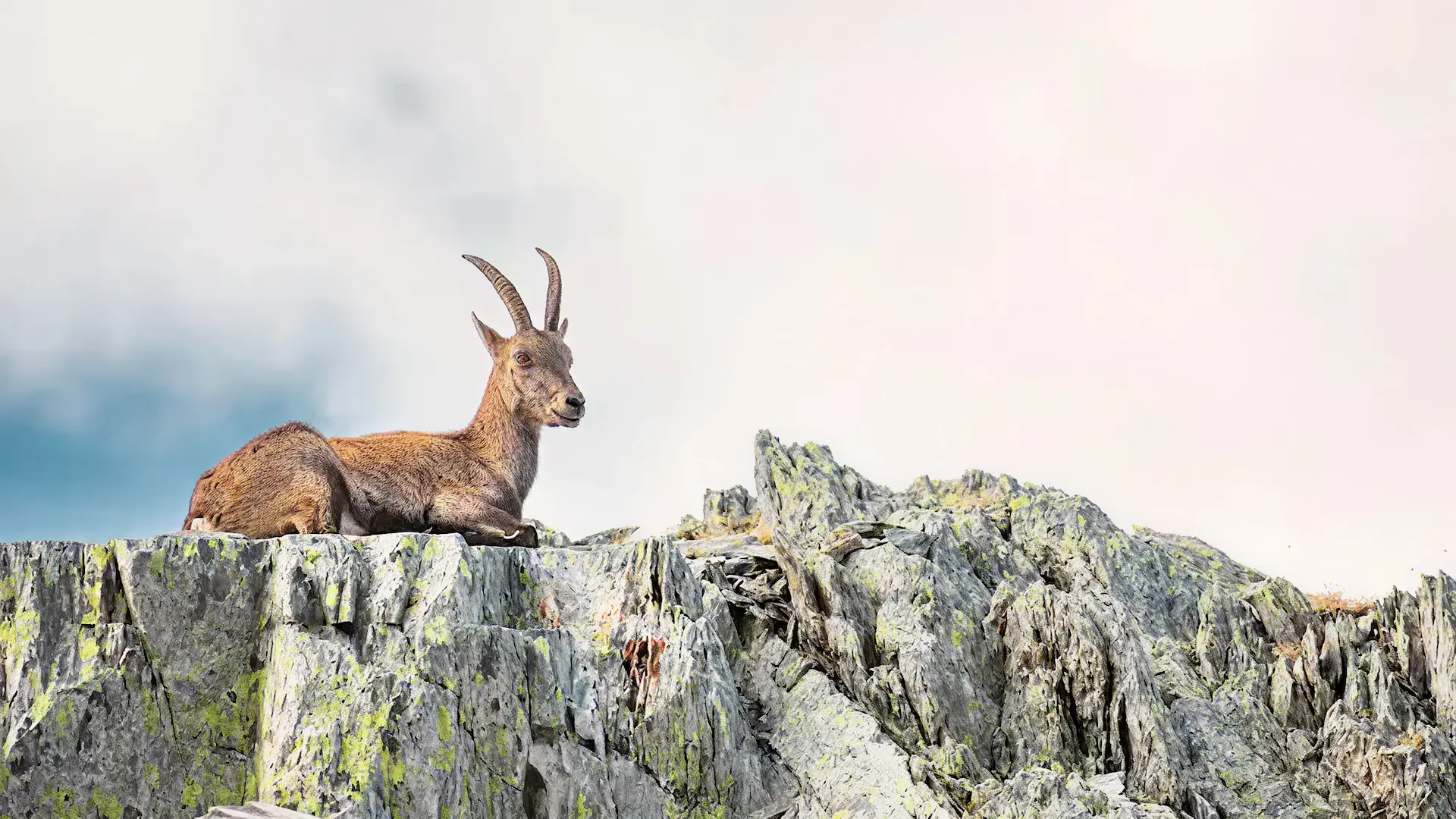 Where Nature 
Finds Its Voice