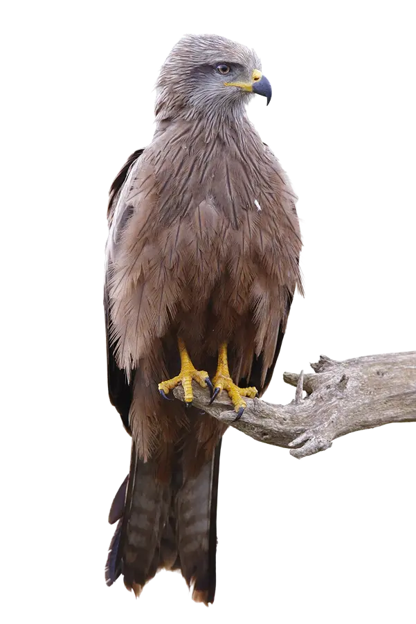 Bird